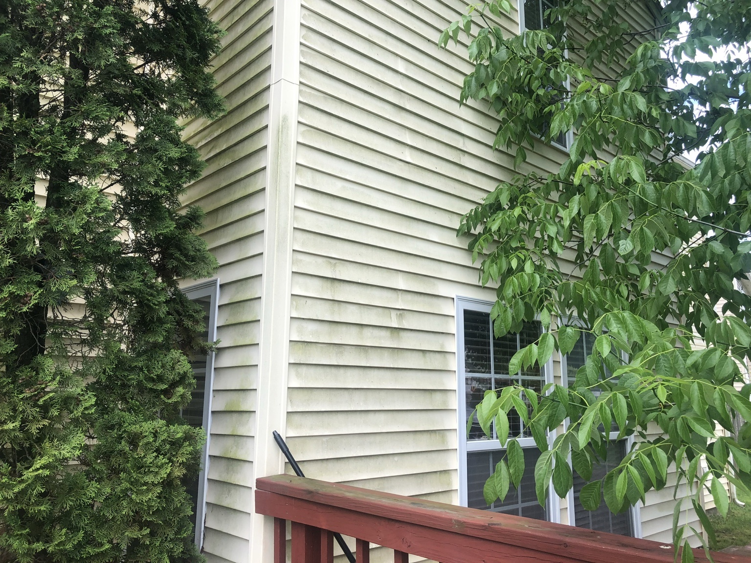 Algae covered siding before washing